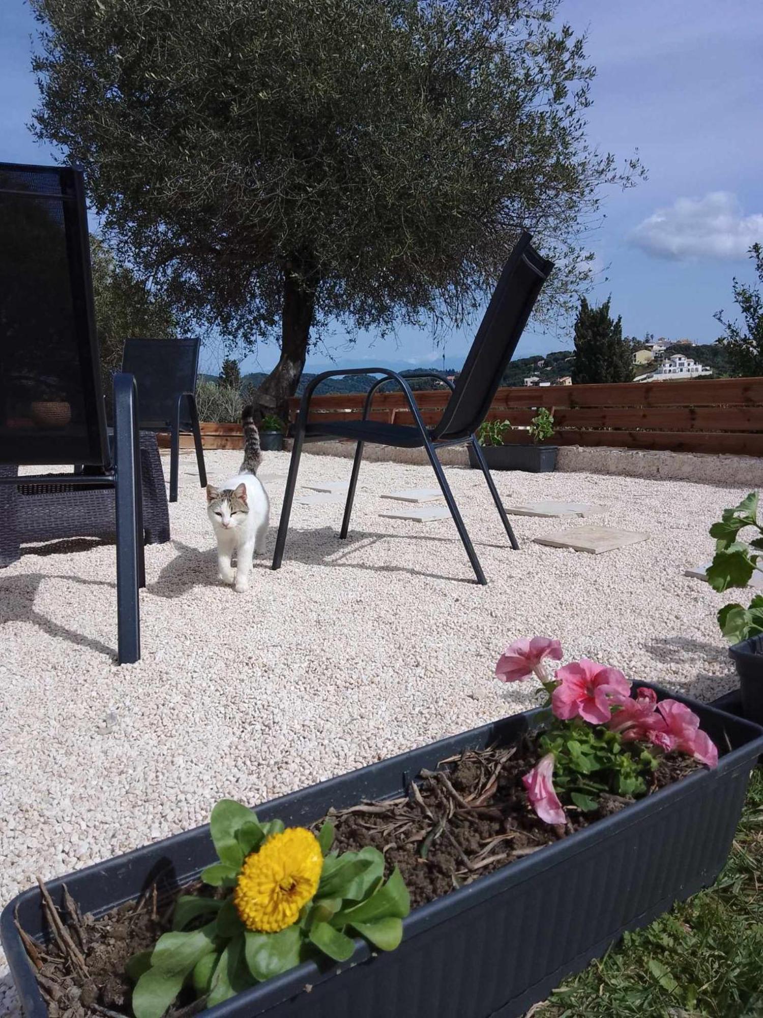 Afionas Cottage *
